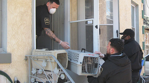 (Local SPCA officers remove cats from a home in Frankford.  Photo by Ian Bush)