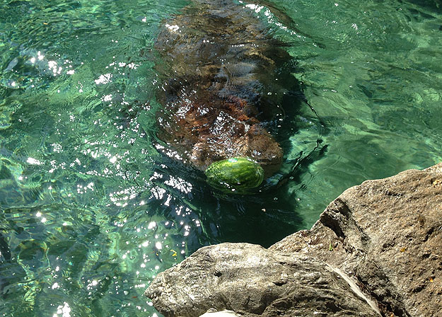 (Unna nuzzles a birthday watermelon dropped into her pool.  Photo by John McDevitt)