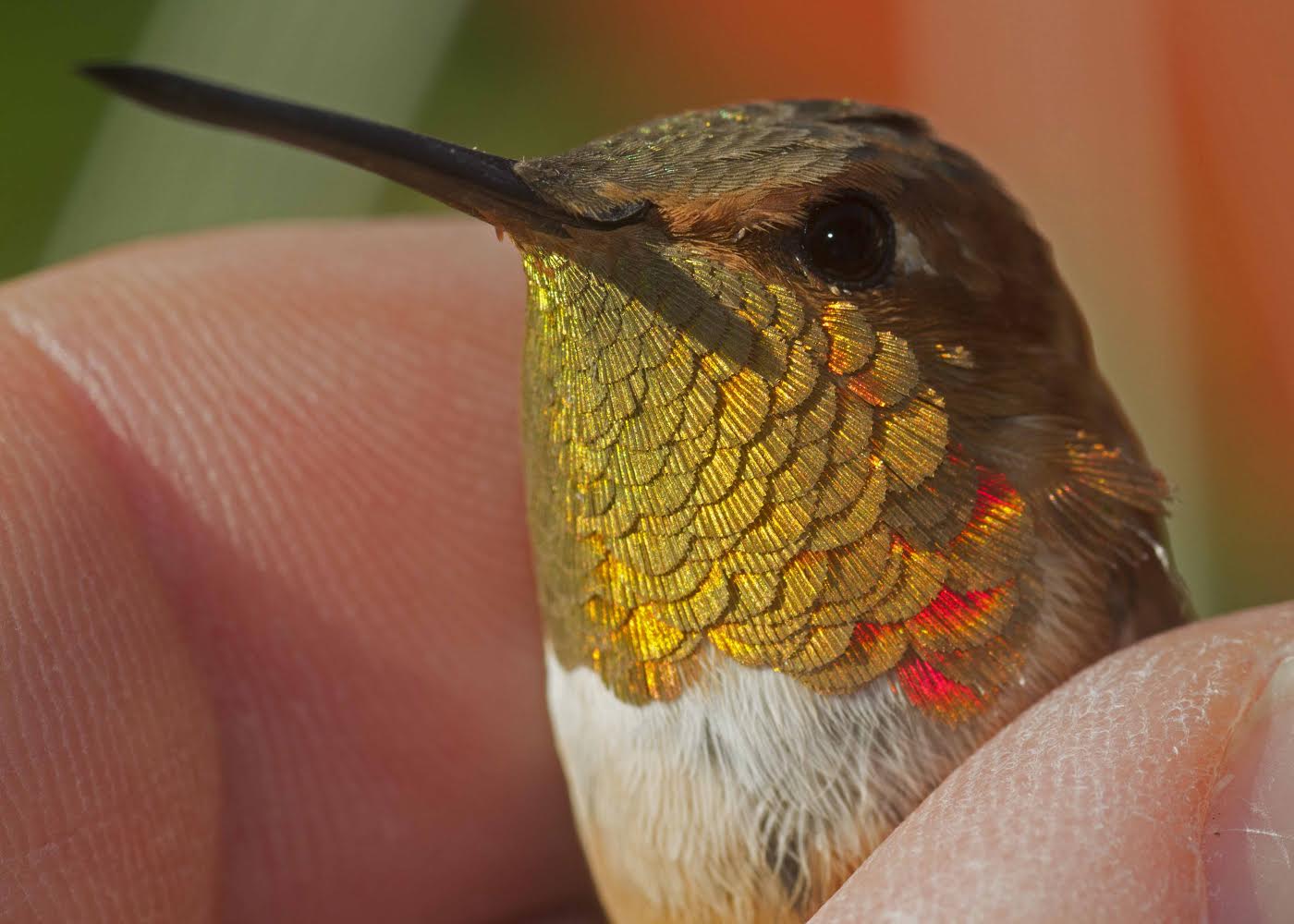 When the sun catches the iridescent gorget of a male rufous hummingbird, it glows with red-orange brilliance. (Credit: Scott Weidensaul)