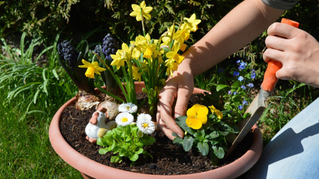 Daffodils, Spring Garden, Planting, Growing, Flowers