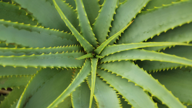 Aloe (Photo Credit: Thinkstock)