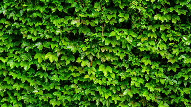 English Ivy (Photo Credit: Thinkstock)