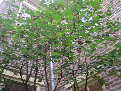 The Juneberry Tree Cbs Philly