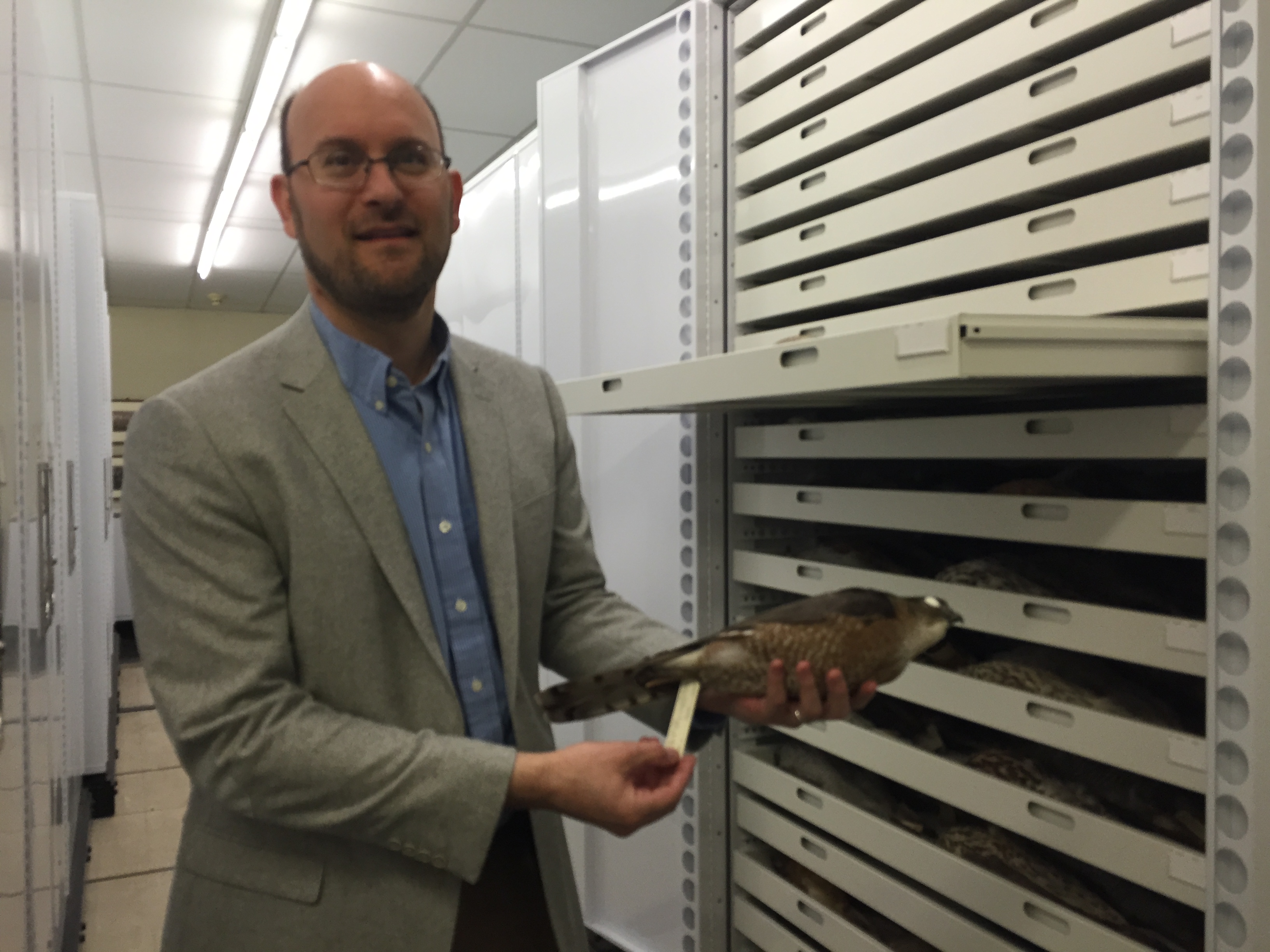 Dr Jason Weckstein holding a hawk from specimen collection at Academy of Natural Sciences if Drexel University. (Credit: John McDevitt)