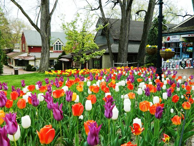Peddlers Village Tulips (credit: Jay Lloyd)