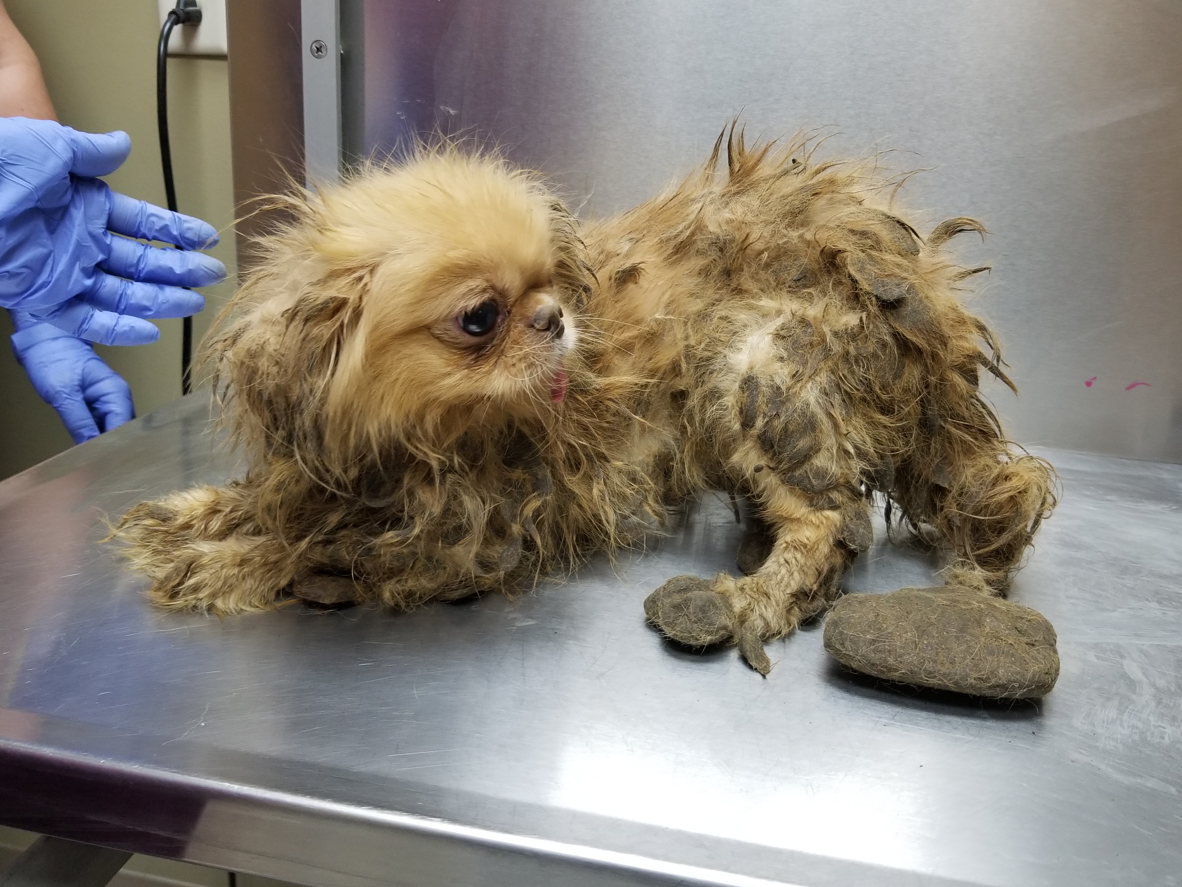 SPCA Over 40 Dead Dogs Found, 32 Other Animals Seized At Delaware