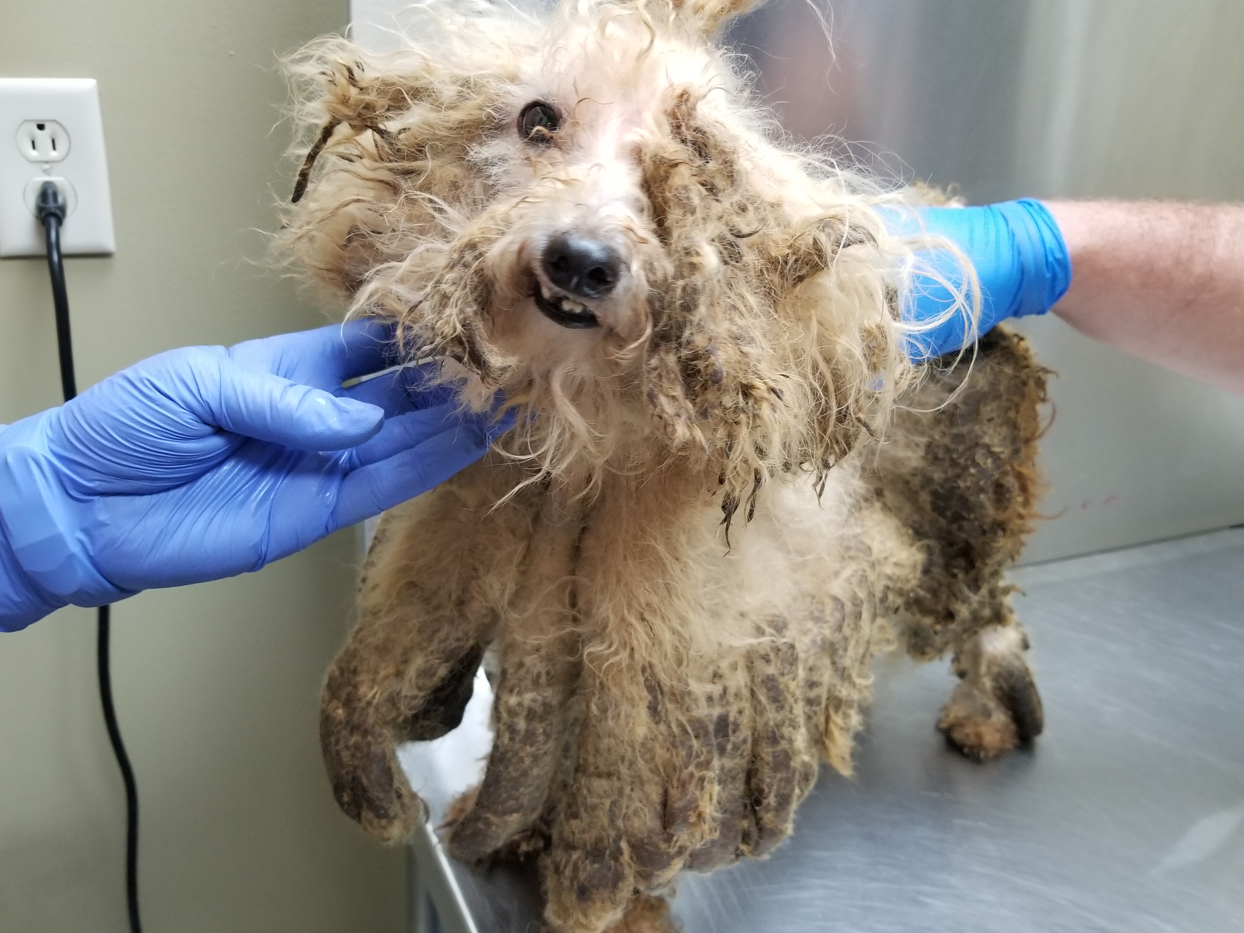 SPCA Over 40 Dead Dogs Found, 32 Other Animals Seized At Delaware
