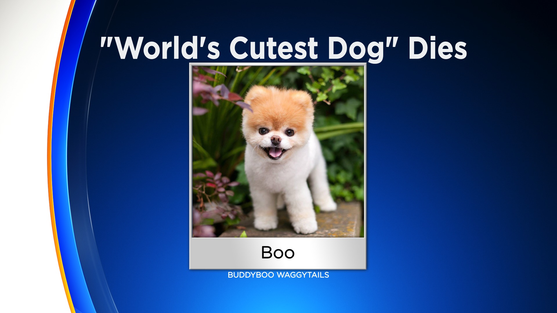 Boo, the World's Cutest Dog, Dies