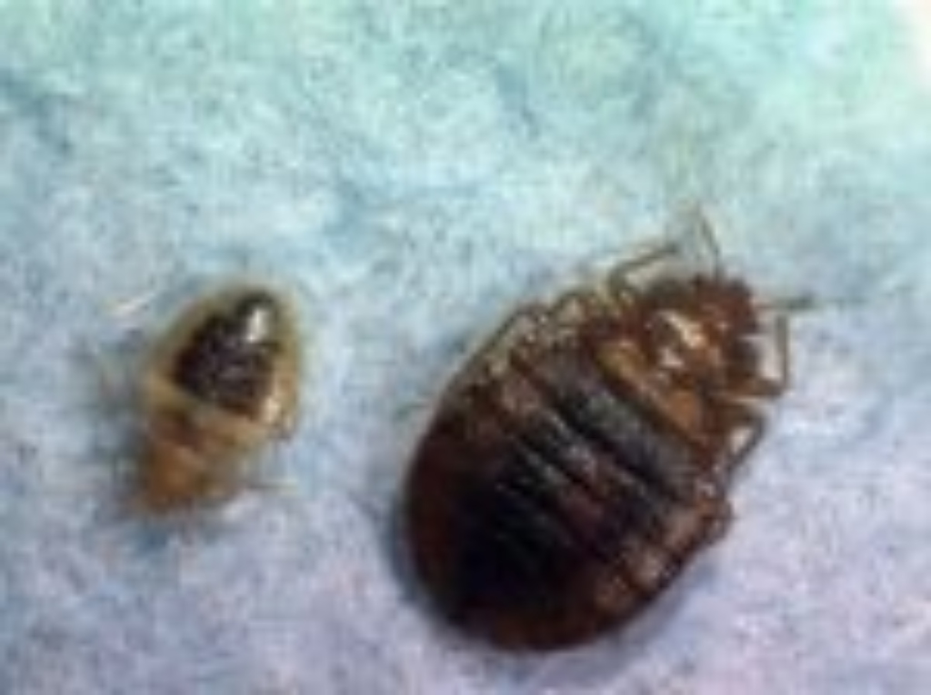 Philadelphia Ranked No 1 Bed Bug Infested City Survey Finds Cbs