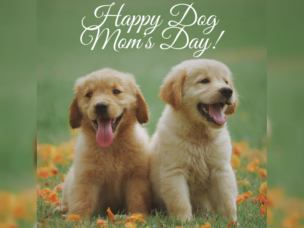 National Dog Mom's Day Celebrates Bond Women Share With ...