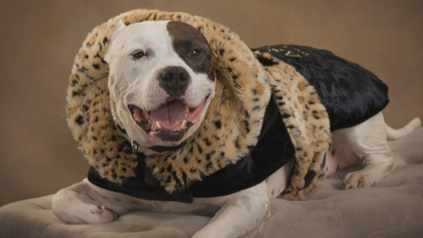 Sweet Pea The Pit Bull Found In Camden Garbage Dump Named Ascpa S Dog Of The Year Cbs Philly