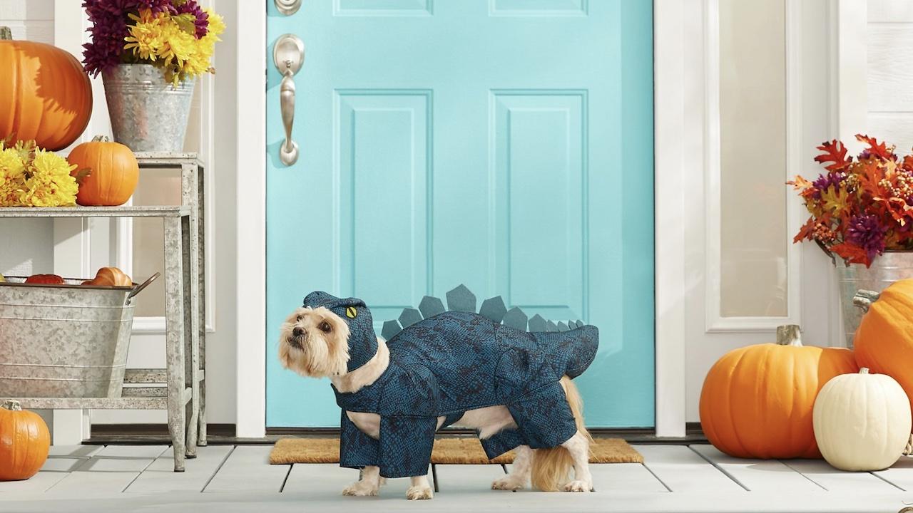 The Most Perfect Dog Halloween Costumes