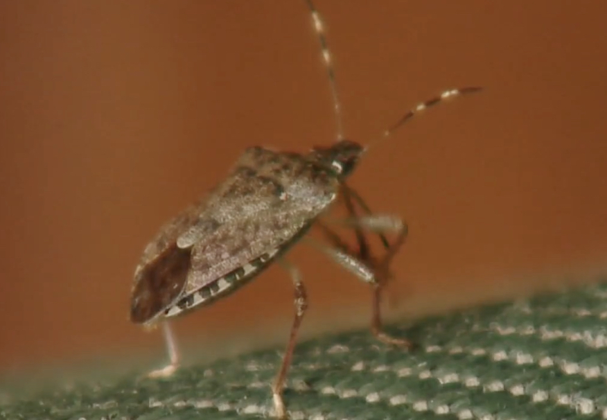 Stink Bugs Causing Major Headaches, Despite Posing No Harm: ‘They’ll Annoy You To The Utmost’
