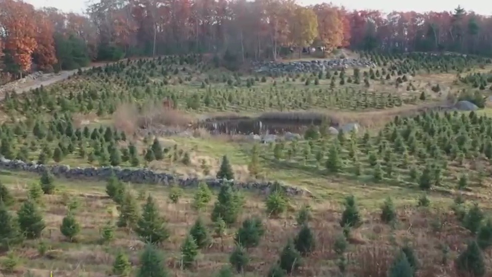 Supply Chain Issues Could Lead To Real, Artificial Christmas Tree Shortage
