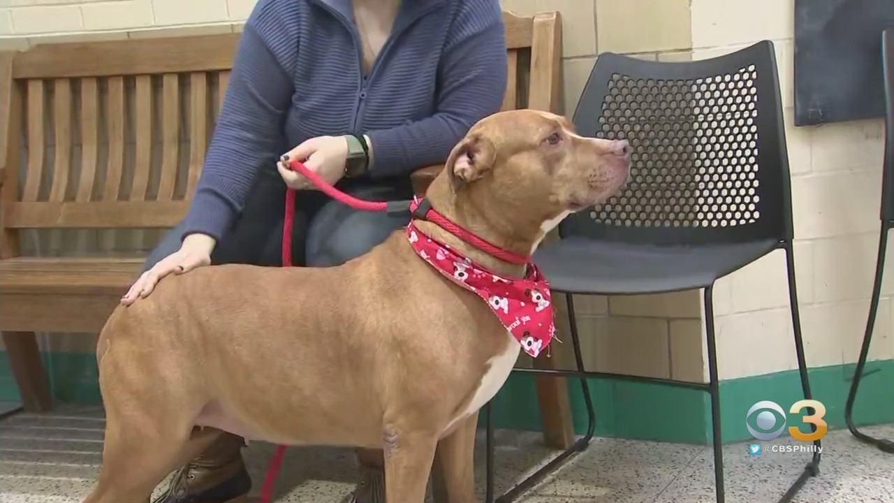 CBS3 Pet Project: Knowing When Your Pet Needs An Emergency Vet