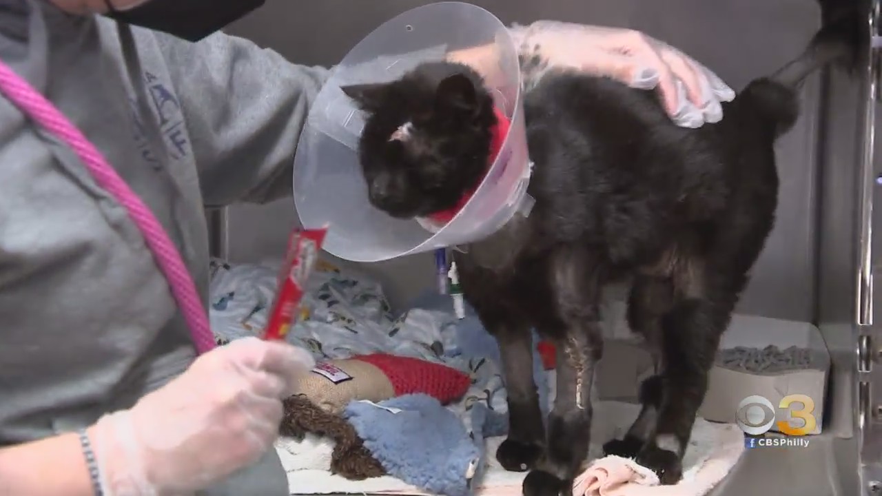 Buddy The Cat In Stable Condition After Attack, Might Soon Be Discharged To Foster Home