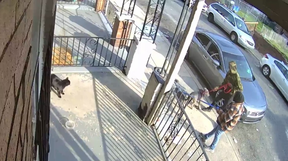 17-Year-Old, 12-Year-Old Surrender In Connection To Vicious Dog Attack Of Family Cat 'Buddy' In Frankford, PSPCA Says