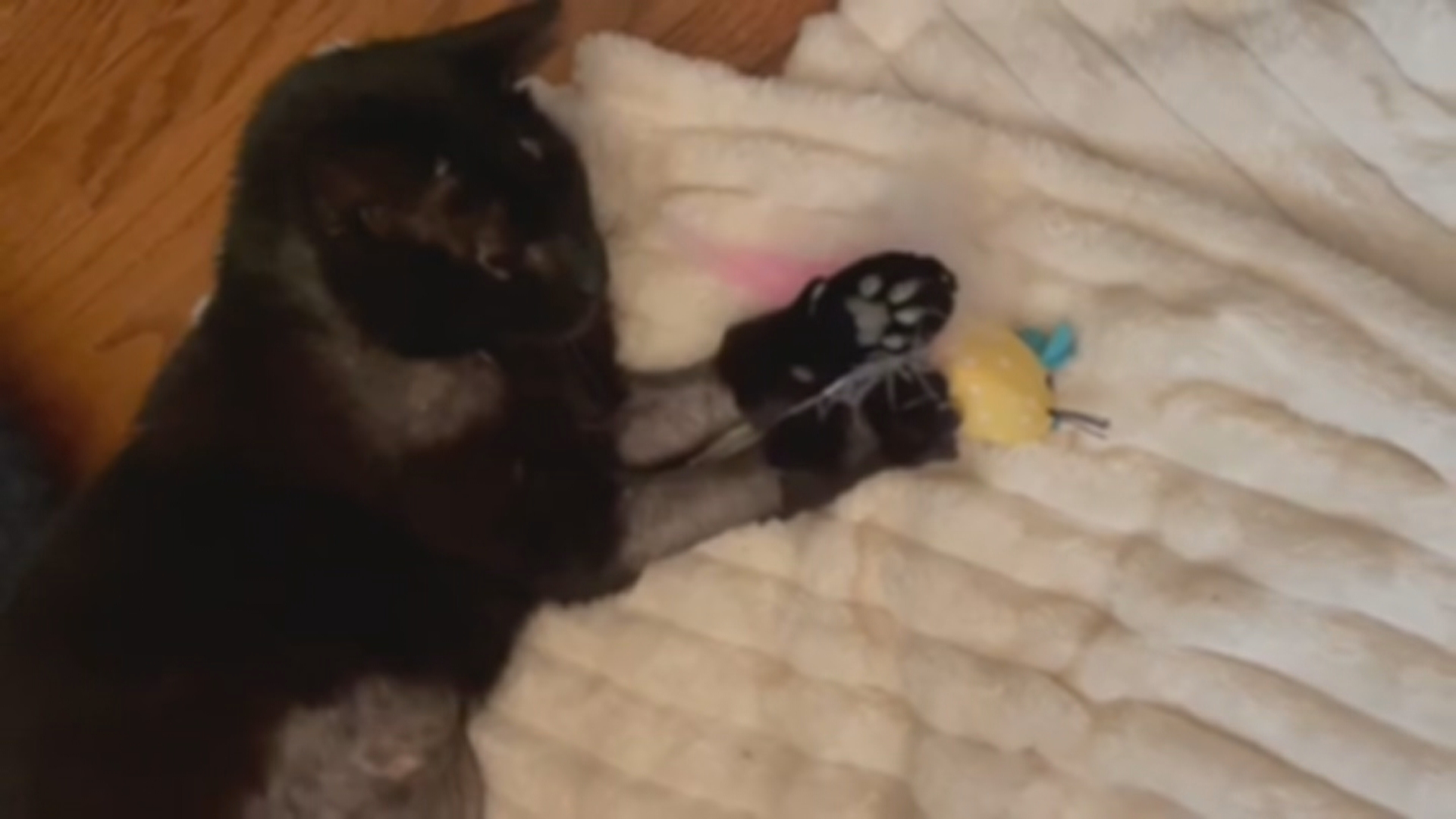 WATCH: Buddy The Cat Settles Into Foster Home After Being Discharged
