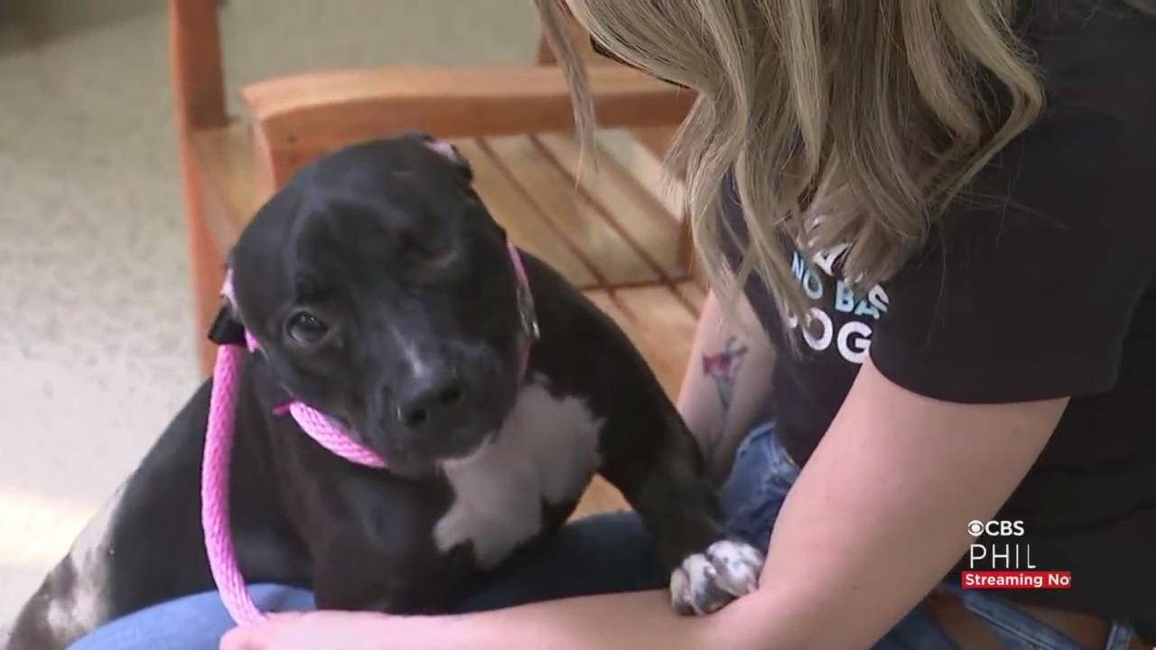 CBS3 Pet Project: Terrier American Pit Bull Mix Named Bettina Looking For New Home After Being Rescued By PSPCA