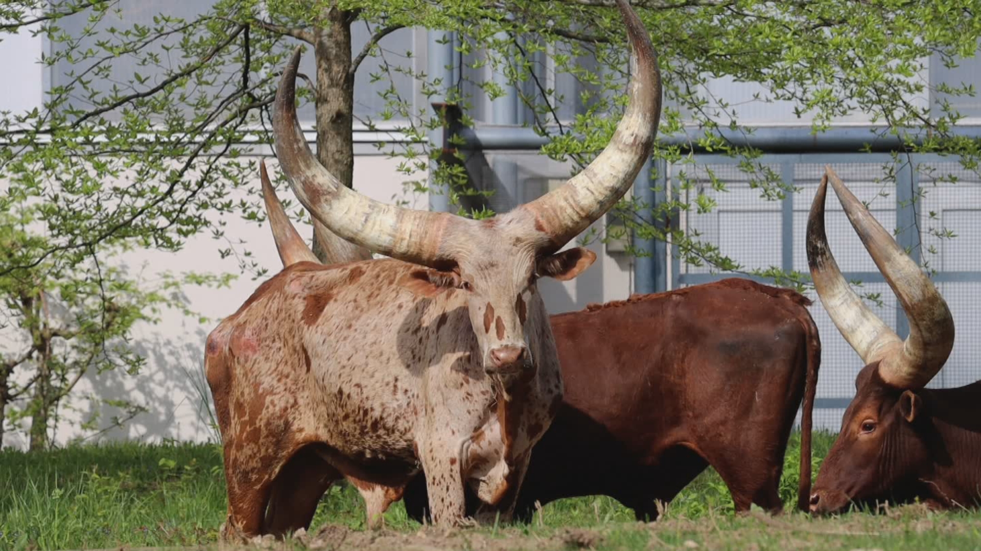 Philadelphia Zoo Asking For Public’s Help To Name 3 Ankole-Watusi Cattle