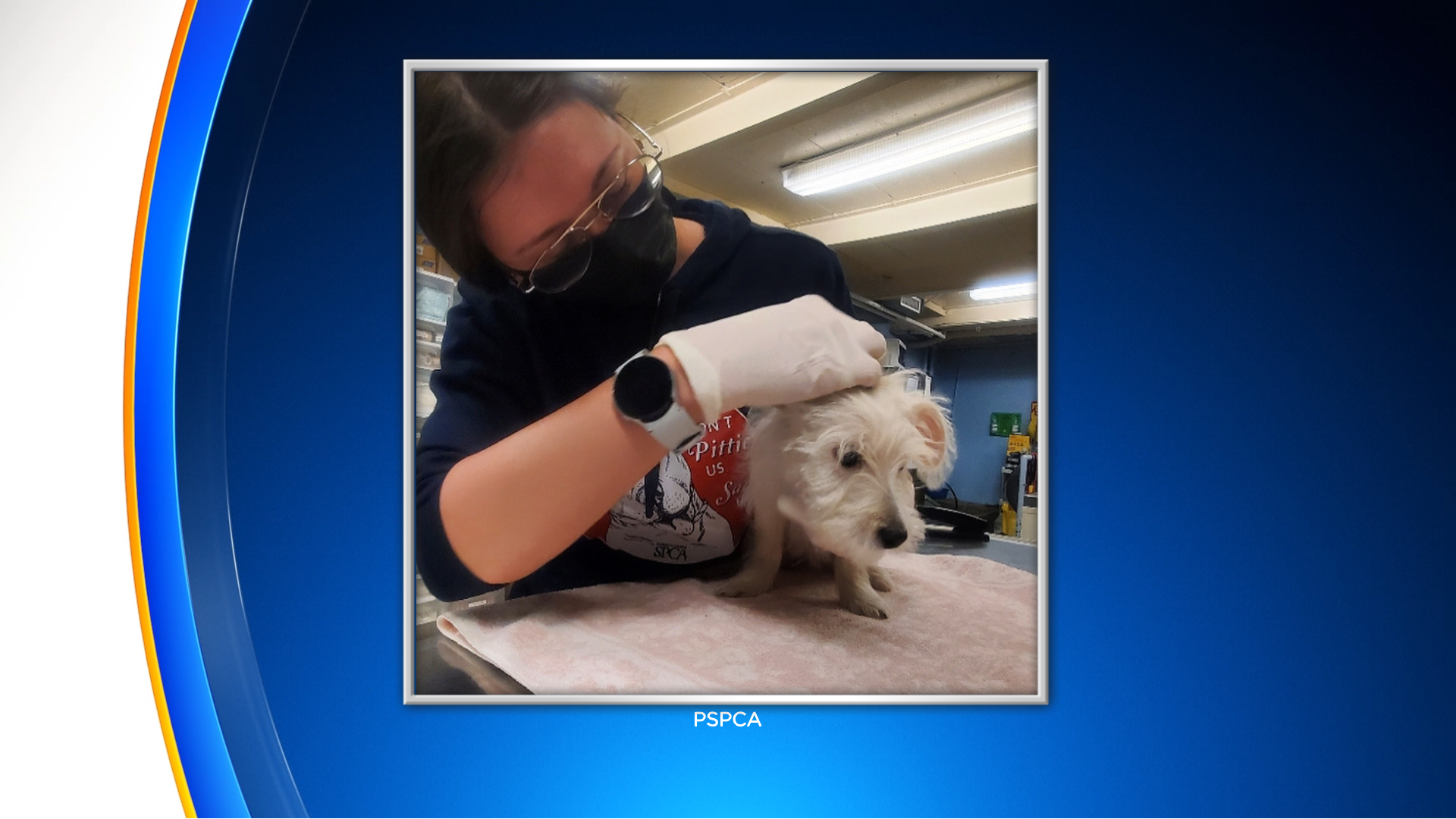 Puppy Returned After Being Stolen From PSPCA Headquarters In Philadelphia