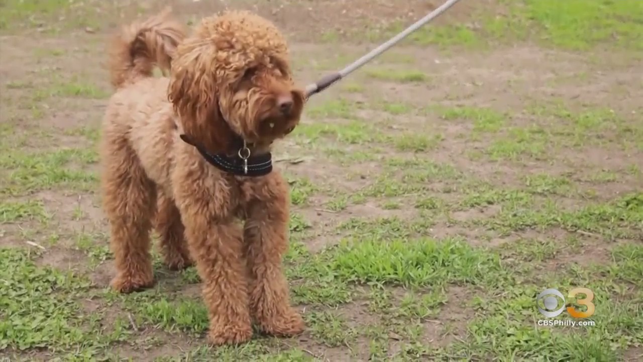 CBS3 Pet Project: New Research Shows 90% Of Dog's Behavior Isn't Related To Their Breed