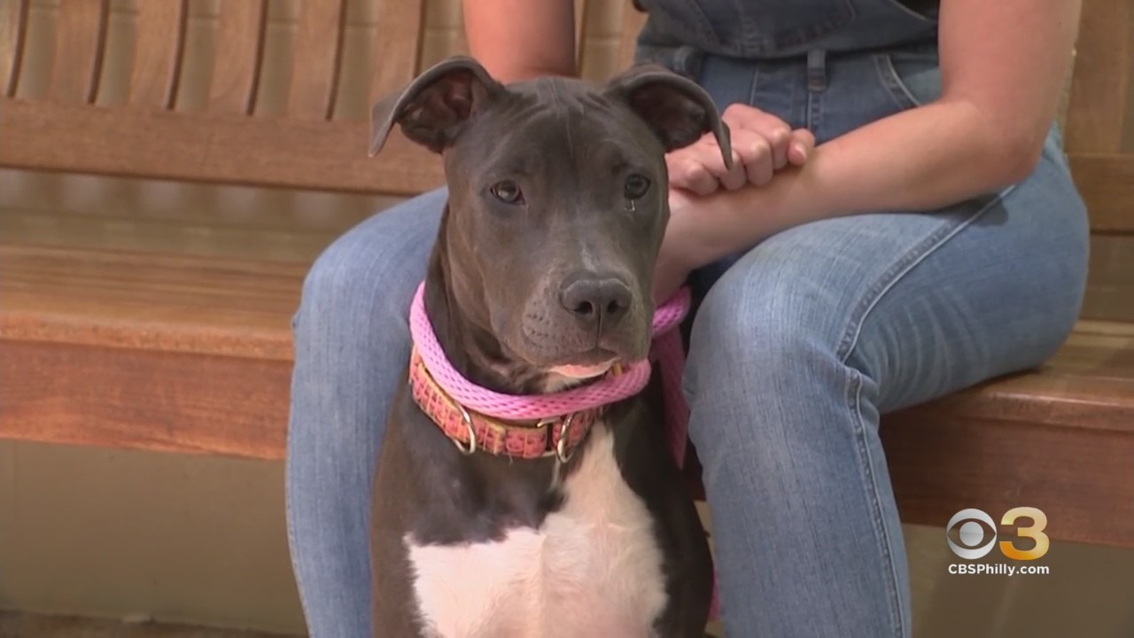CBS3 Pet Project: How To Help Your Dog, Cat Get Through Fourth Of July Fireworks